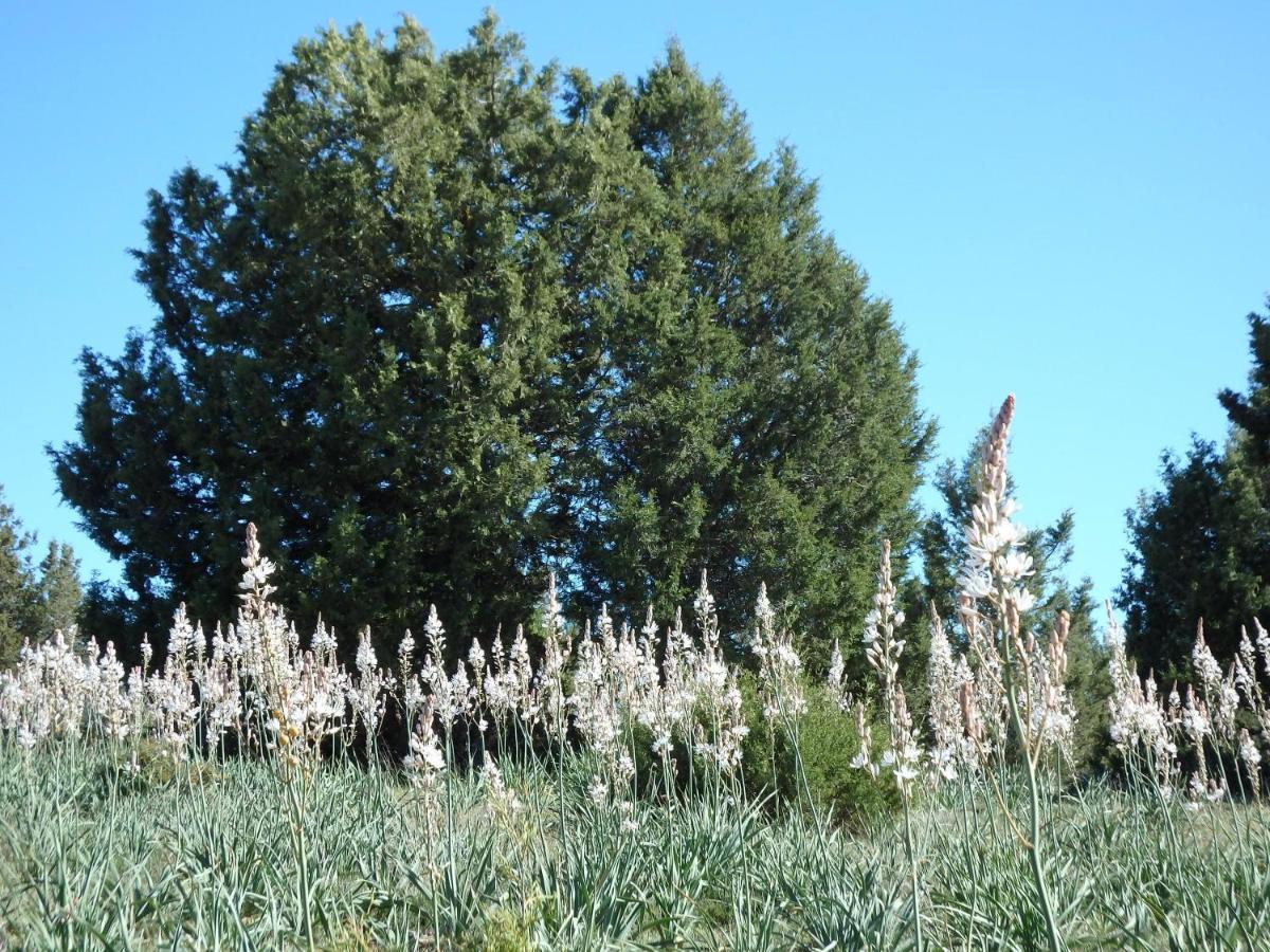 Iruecha Casa Rural Sierra Del Solorio מראה חיצוני תמונה